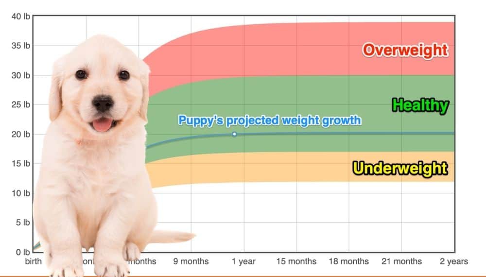 Golden Retriever Weight+Growth Chart 2022 How Heavy Will My Golden